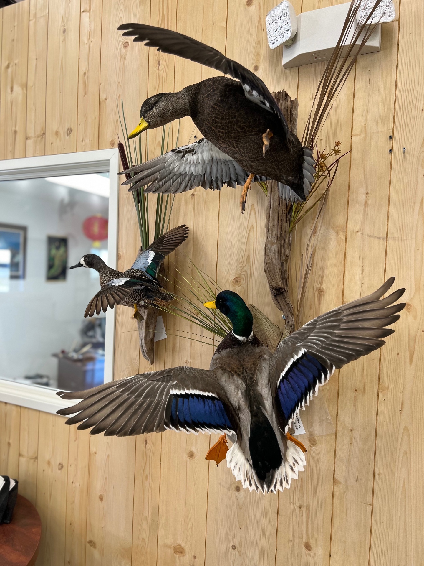 Mallard Duck (Anas platyrhynchos) bird taxidermy mount by Stehlings Taxidermy — Flying mallard wall mount arrangement, gallery thumbnail, photo 3 of 3