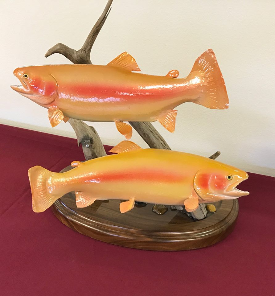 Palomino Trout (Oncorhynchus mykiss) fish taxidermy mount by Stehlings Taxidermy — Palomino Trout pair mount, gallery thumbnail, photo 3 of 4
