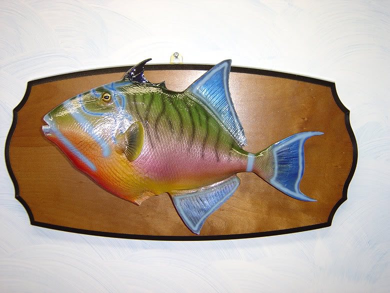 Queen Triggerfish (Balistes vetula) fish taxidermy mount by Stehlings Taxidermy